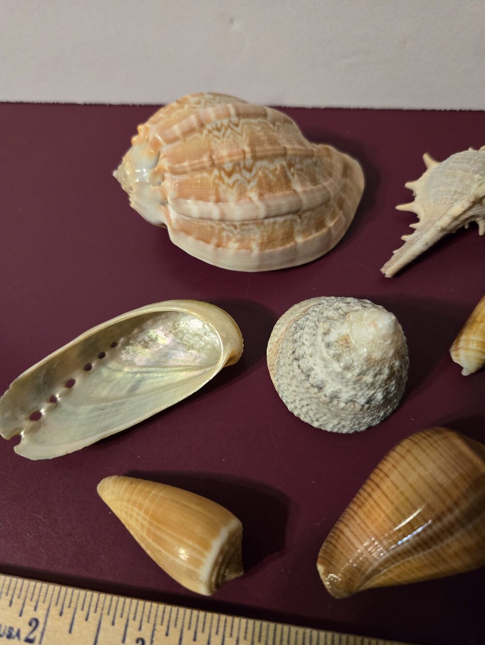 9 Beautiful Sea Shells - Picture 11 of 13